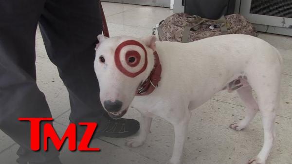 Bullseye the Target Dog Cant Relate to Cop Dog Taken Off Cocaine Beat