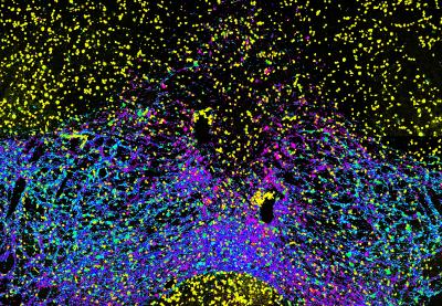 Research Brief: UMN Medical School researchers study how cues drive our behavior