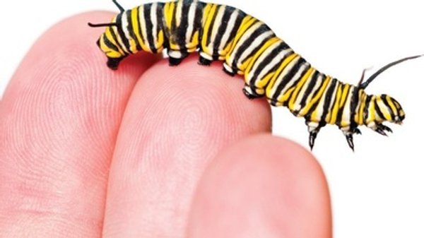 Traffic Noise Makes Caterpillars' Hearts Beat Faster