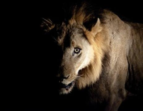 Lion-Hunting by Trump Donors Is Awful, but the Trade in Lion Bones Is Worse