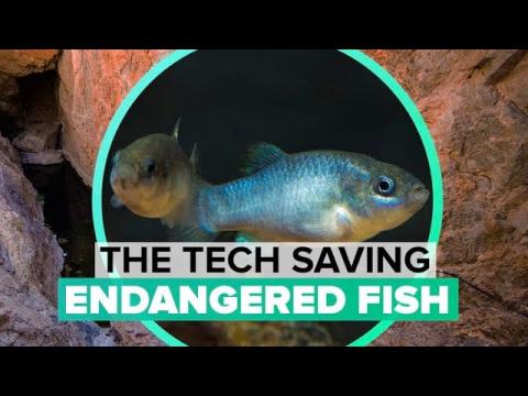 How tech is keeping endangered desert fish alive