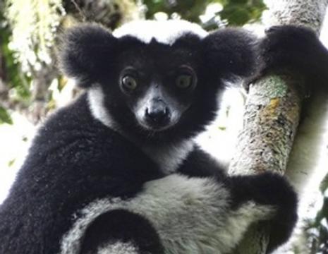 Lemurs in Crisis: 105 Species Now Threatened with Extinction