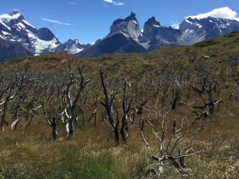 Montana State research determines reasons for massive fires in south-central Chile