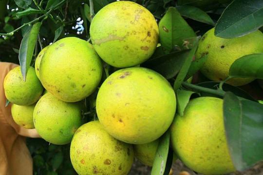 Praga da laranja bate recorde e atinge 18% dos pomares de SP e MG