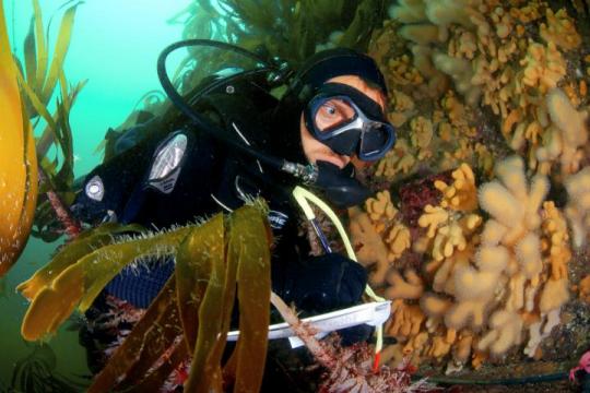 Kelp forests function differently in warmer oceans