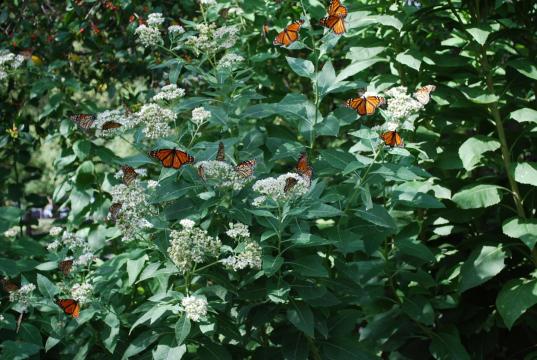 Migrating monarchs facing increased parasite risks