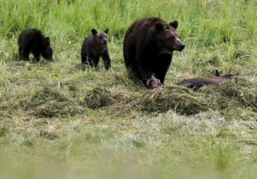 Montana case could block first grizzly hunts in 40 years