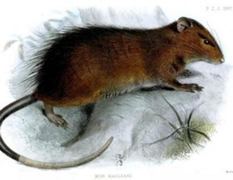 When This Rat Went Extinct, So Did a Flea