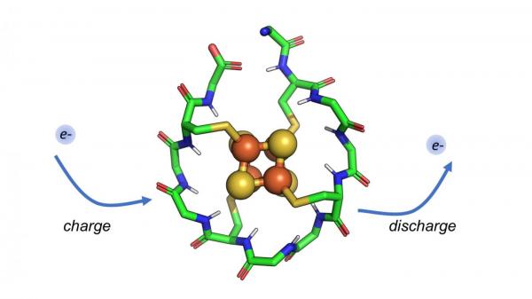 Rutgers scientists identify protein that may have existed when life began