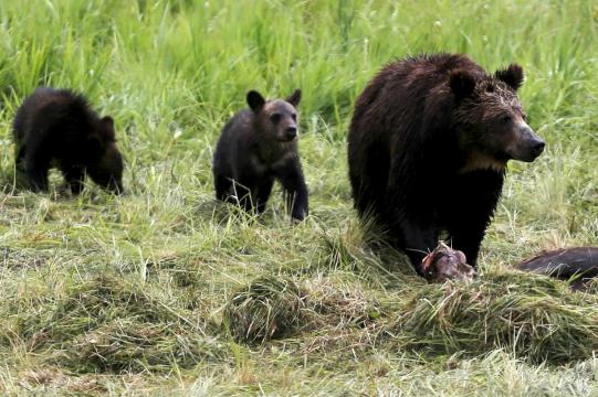 First Yellowstone-area grizzly hunt in 40 years blocked by federal judge