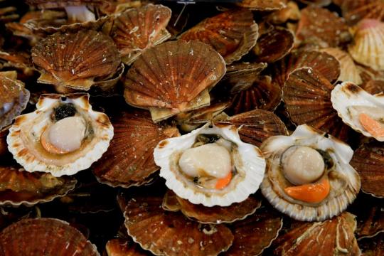 French, UK fishermen to seek scallops deal after sea skirmishes