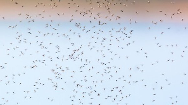 Researchers to Release Genetically Engineered Mosquitoes in Africa for First Time