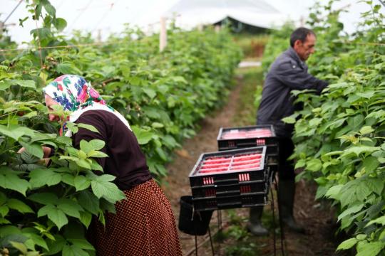UK sets out plans for visas for non-EU migrant farm workers post-Brexit