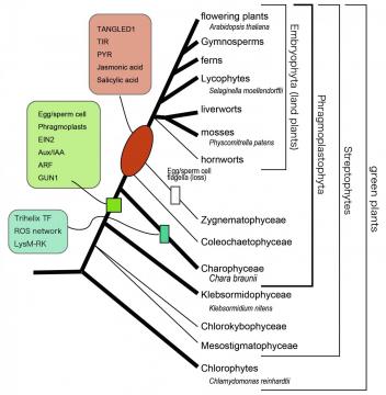 Elucidating the Chara genome: Implications for emergence of land plants in Paleozoic era