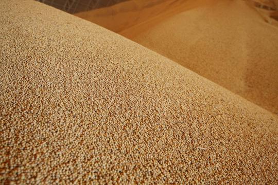 Cooperativa vai investir R$ 63 milhões em armazenagem de grãos