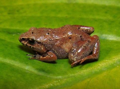 Climate change may drive 10 percent of amphibian species in the Atlantic Rainforest to extinction