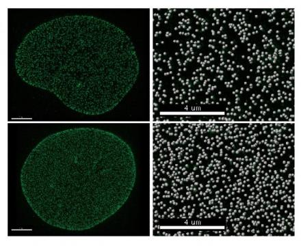 Tweaking cells' gatekeepers could lead to new way to fight cancer