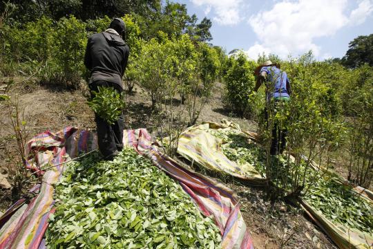 Área cultivada de folha de coca na Colômbia cresceu 17% em 2017, diz ONU