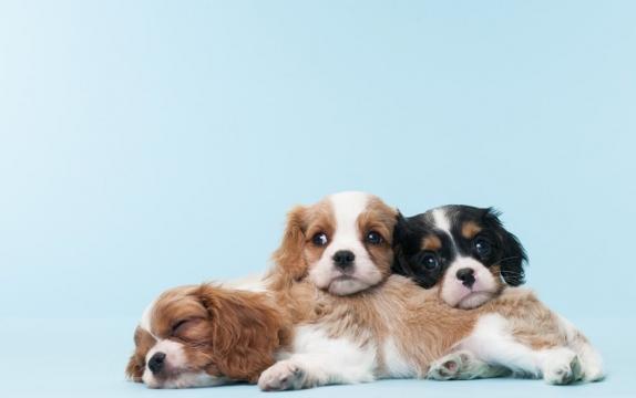 Pet Store Puppies Blamed for Drug-Resistant Infections