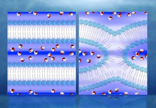 Neutrons produce first direct 3D maps of water during cell membrane fusion