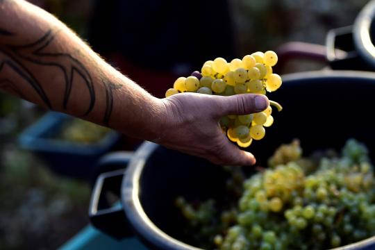 Franceses colhem neste ano a melhor safra de uvas desde 1947