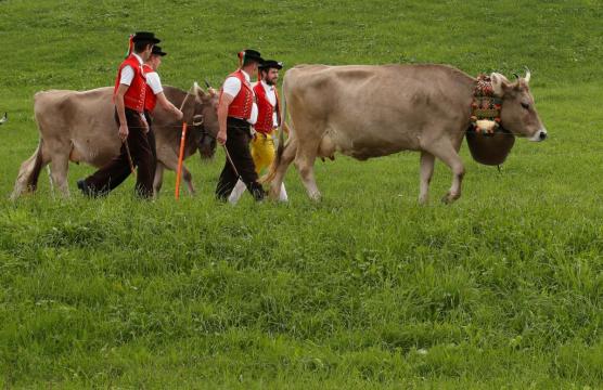 Swiss voters reject more aid for farmers