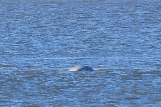'Beluga whale' spotted in River Thames near London