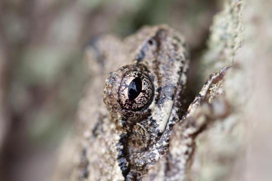 Climate change not main driver of amphibian decline