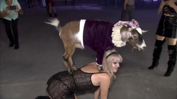 Dwarf goats make the party scene in Los Angeles