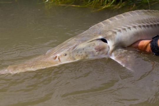 Bureau of Reclamation funds Upper Missouri River pallid sturgeon study