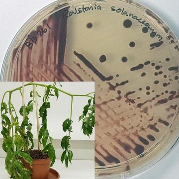 Tomatoes 'mixing chemical cocktails': Early detection of disease resistance in food crops