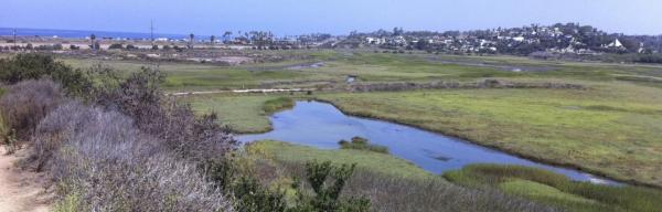 How some algae may survive climate change