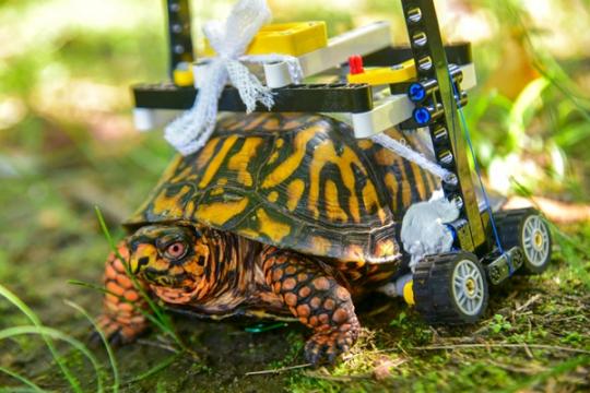 超暖心！一只龟壳破裂的乌龟，因拥有自己专属的迷你乐高轮椅，可以自由行动啦~