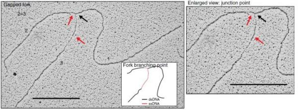 Unveiling the mechanism protecting replicated DNA from degradation