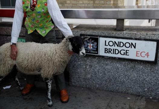 Baaah! TV gardener Titchmarsh leads London Bridge sheep drive