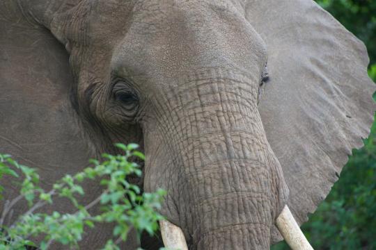 How the African elephant cracked its skin to cool off