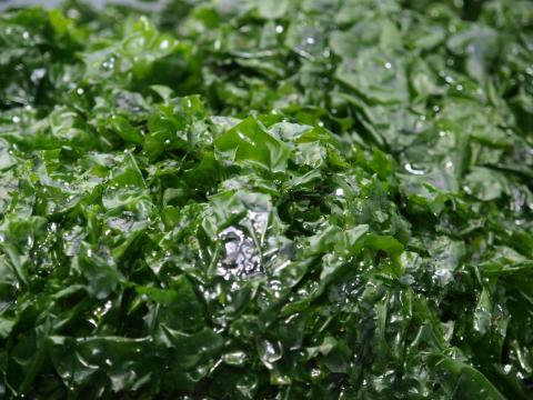 Genome of sea lettuce that spawns massive 'green tides' decoded