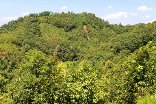 Species-rich forests store twice as much carbon as monocultures