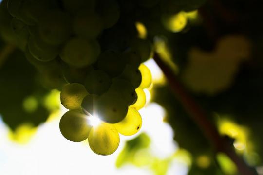 Bumper harvest gives English winemakers extra fizz