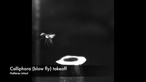 Understanding the neurological code behind how flies fly