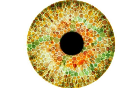 Lab-Grown Human Retinas Illuminate How Eyes Develop Color Vision