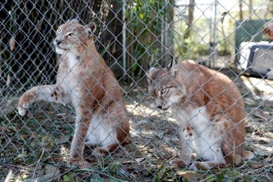 Florida wild cat sanctuary caught in hurricane's path
