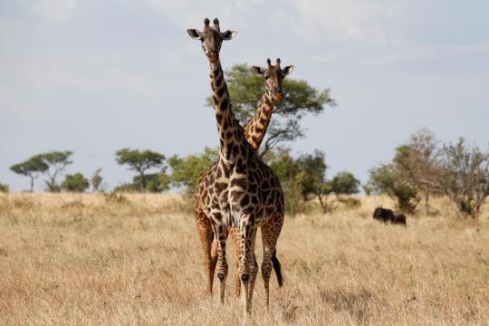 Tanzanian rangers harness new technology to fight poachers