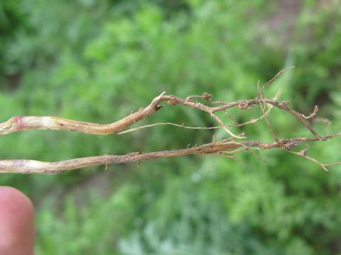 MSU recipient of $3.2 million USDA grant for a better lentil crop