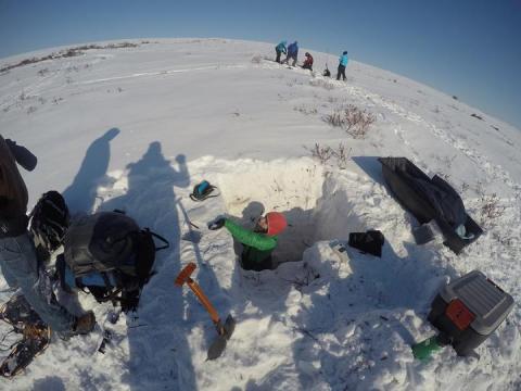 Arctic greening thaws permafrost, boosts runoff