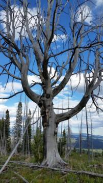 Genetic breakthrough by CU Denver scientists will aid whitebark pine conservation efforts