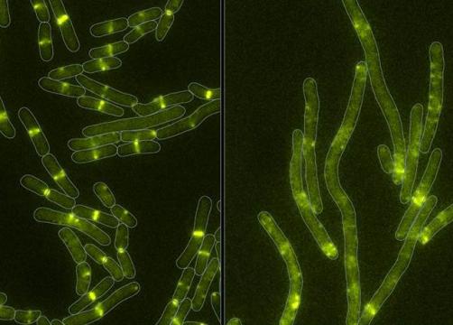 With a microbe-produced toxin, bacteria prove old dogs can learn new tricks