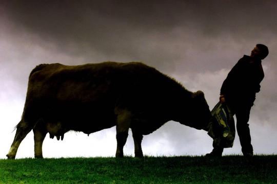 Caso de 'vaca louca' é detectado em fazenda da Escócia