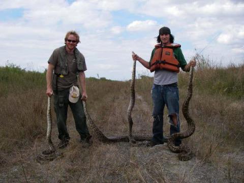 UTA researchers find genomic evidence of rapid adaptation of invasive Burmese pythons in Florida