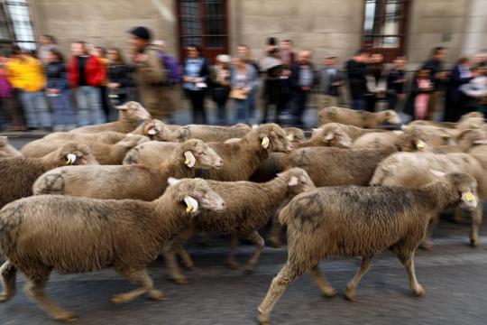 Sheep replace traffic in the heart of Madrid